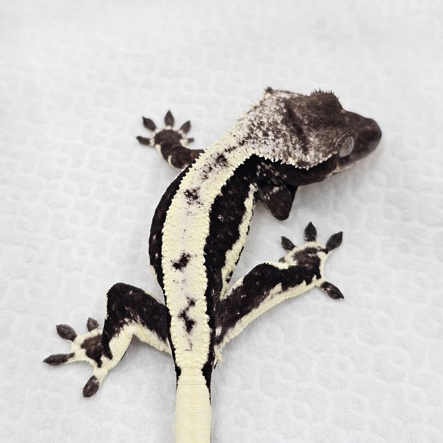 Lilly Axanthic