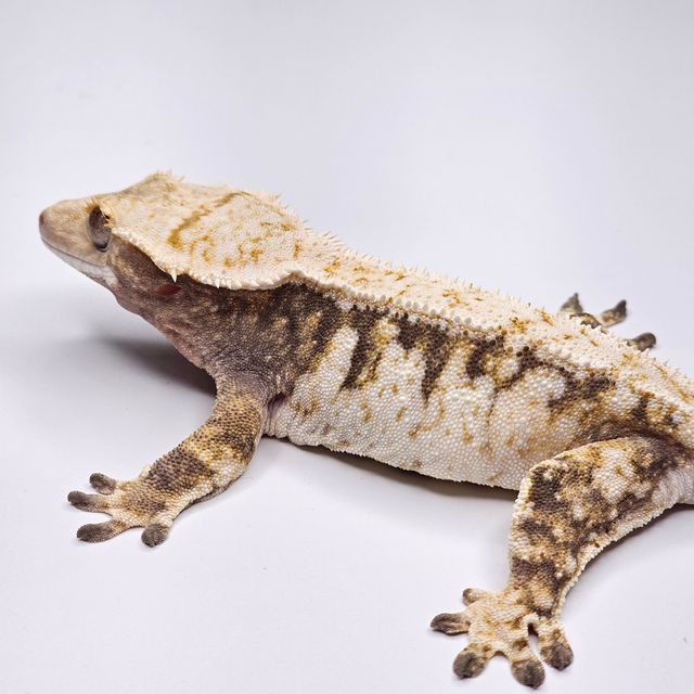 트라이