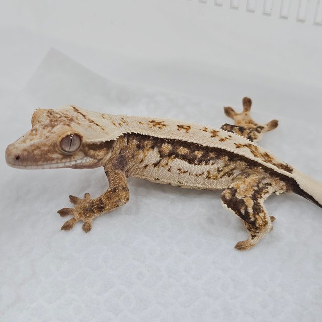 Normal Tri Quad Pinstripe Full Pinstripe