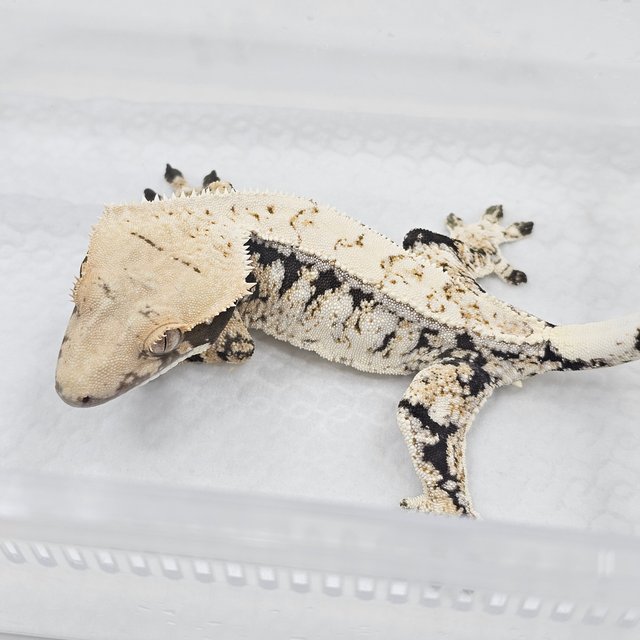 Normal Drippy White Spot