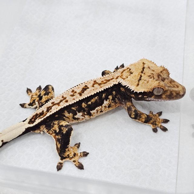 100% Het Axanthic