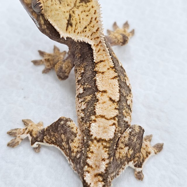 100% Het Axanthic