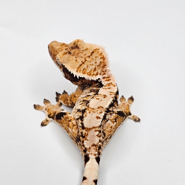 트라이