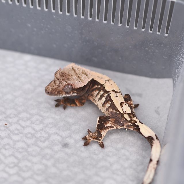 세이블