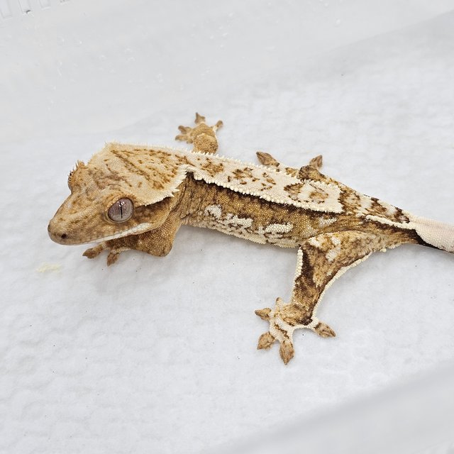 Cream
