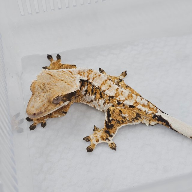 Extreme Harlequin Normal Tri