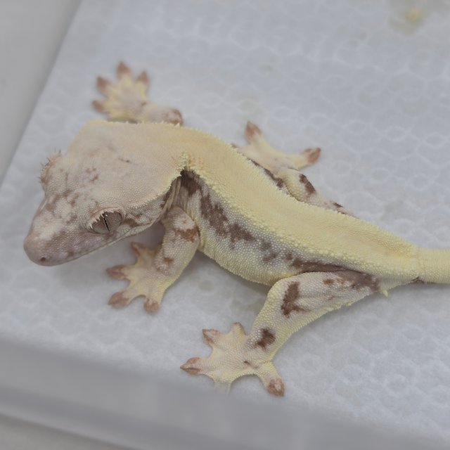 LW Sable 100% Het Axanthic