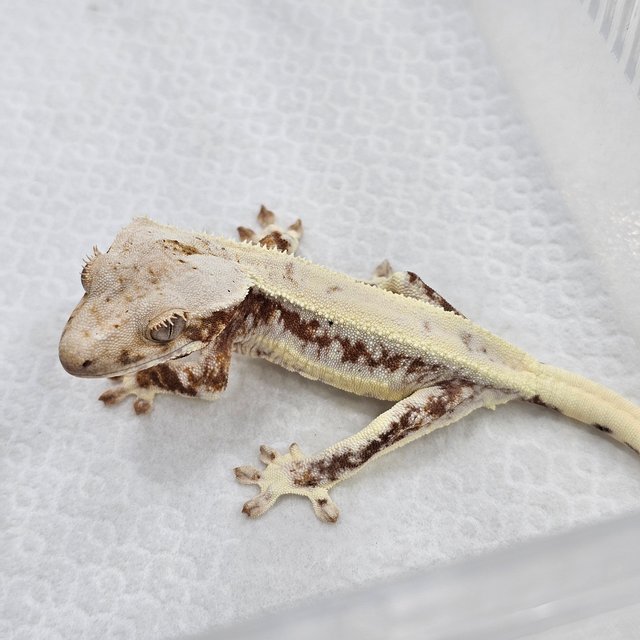 Lilly 100% Het Axanthic