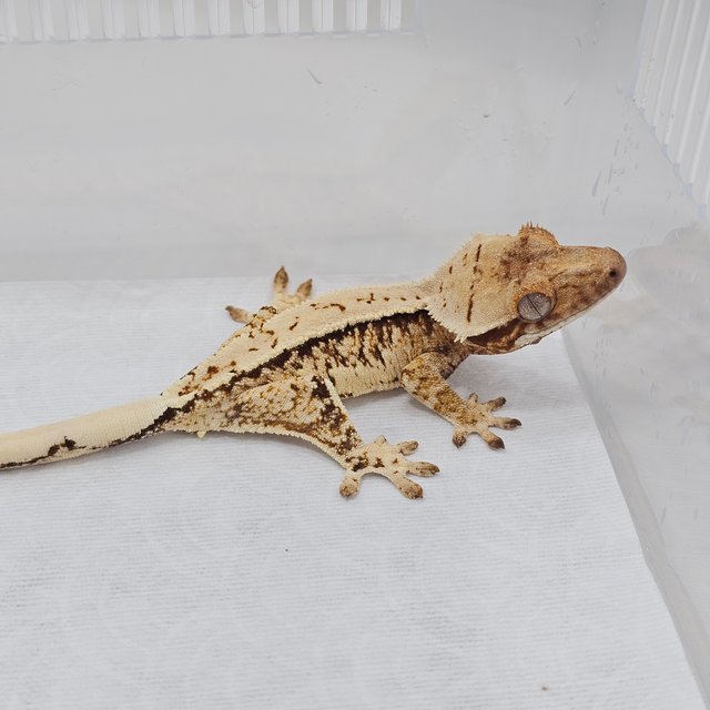 Normal Tri Extreme Harlequin Pinstripe