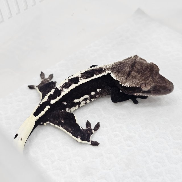 Axanthic