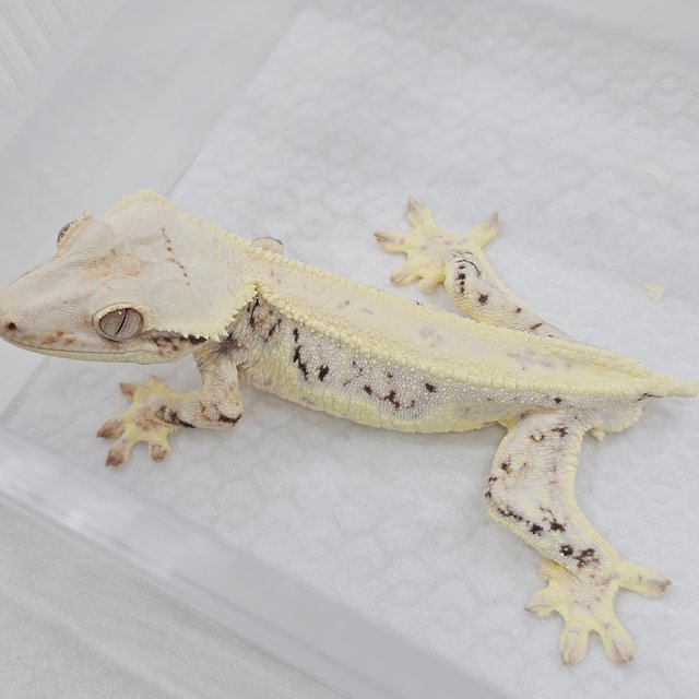 Lilly White