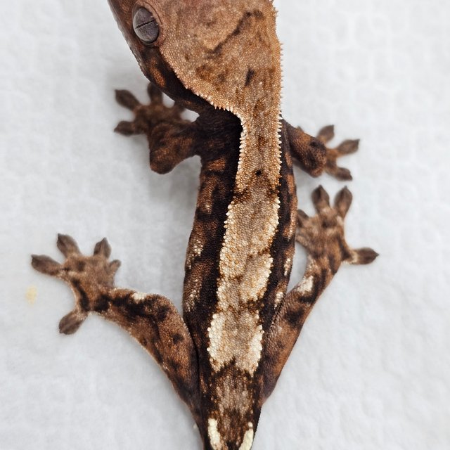 Sable 100% Het Axanthic