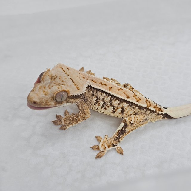 Normal Tri Pinstripe Extreme Harlequin