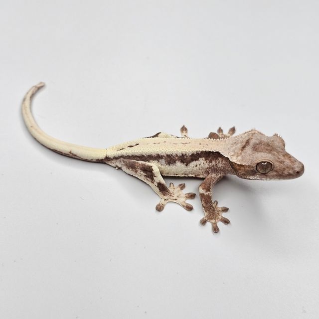 릴리 세이블