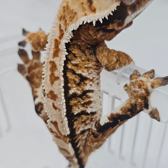 Normal Tri Extreme Harlequin