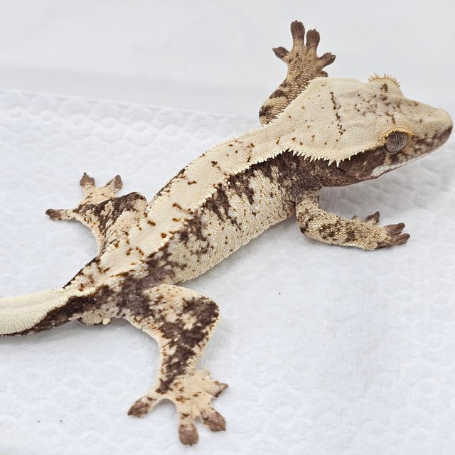 100% Het Axanthic