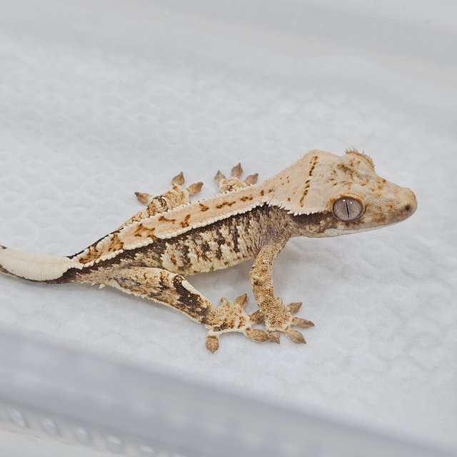 Normal Tri Pinstripe Extreme Harlequin