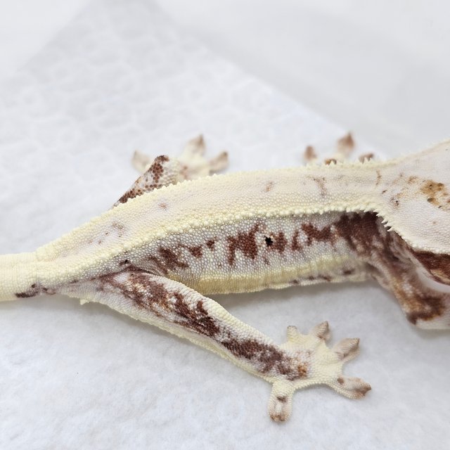 Lilly 100% Het Axanthic