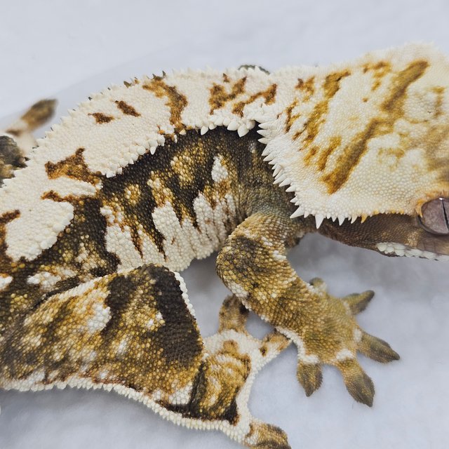 Normal Extreme Harlequin Tri