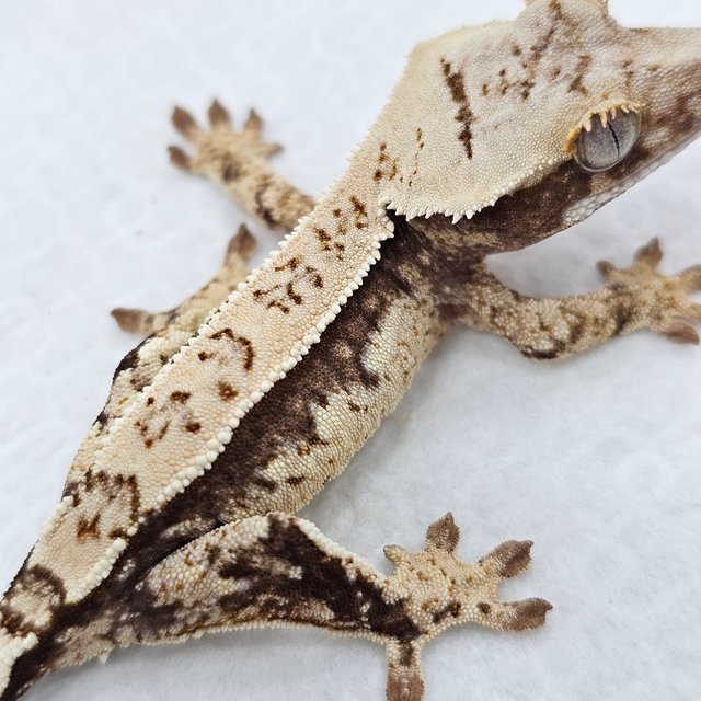 100% Het Axanthic