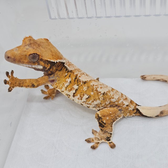 Normal Tri Extreme Harlequin Tangerine