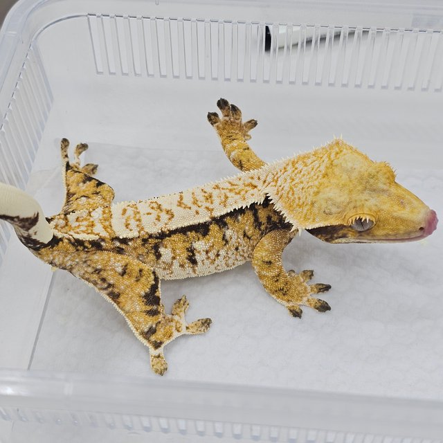 Normal Tri Extreme Harlequin