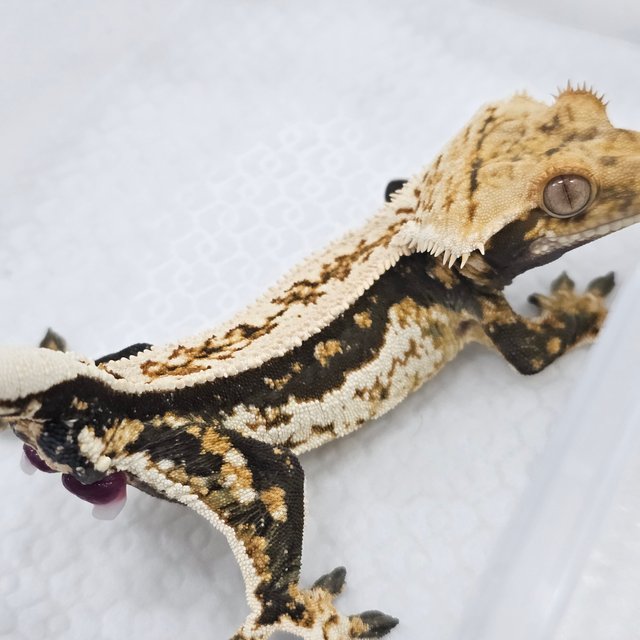 Quad Normal