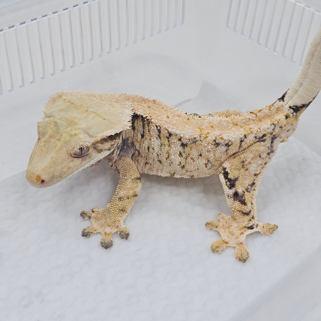 Normal Tri Extreme Harlequin