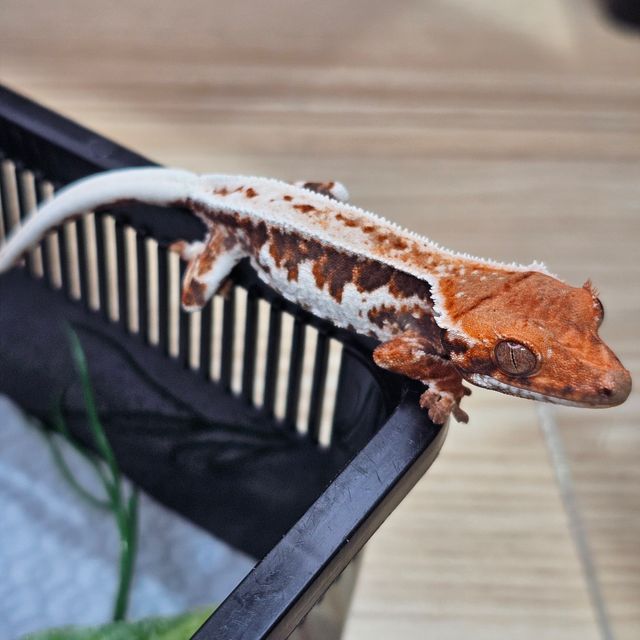 프라푸치노