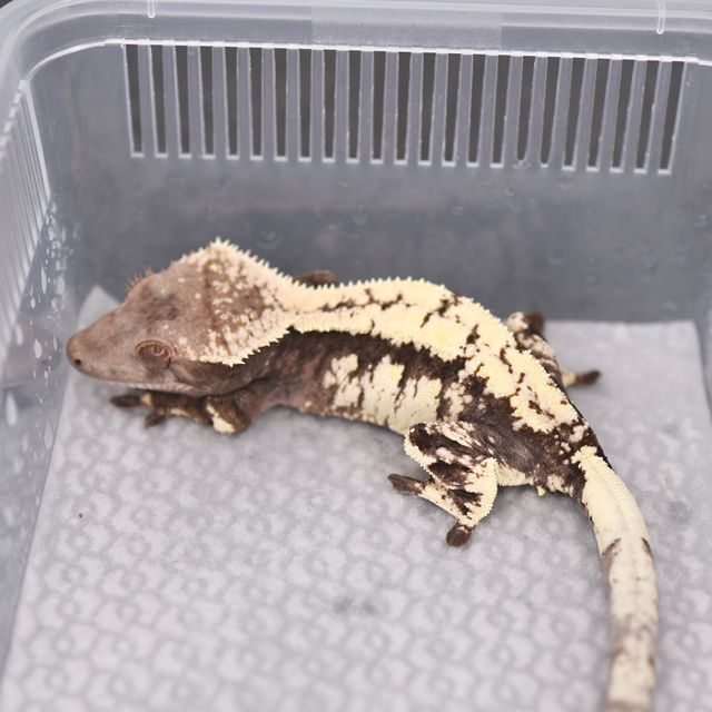세이블