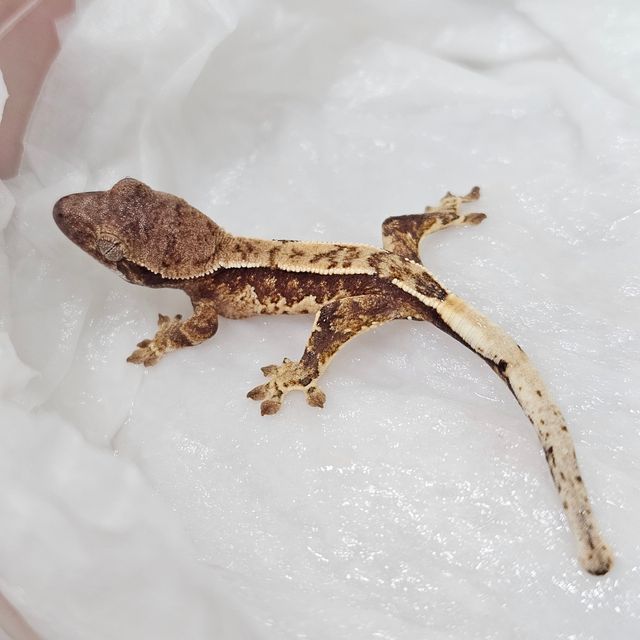 트라이