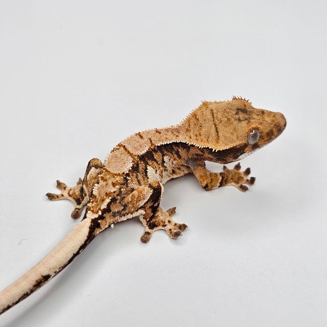 트라이