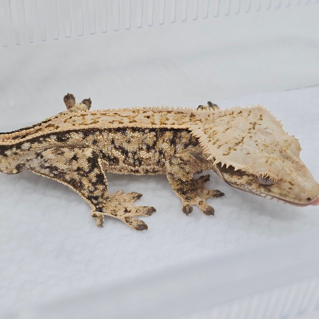 Normal Pinstripe Tri Quad