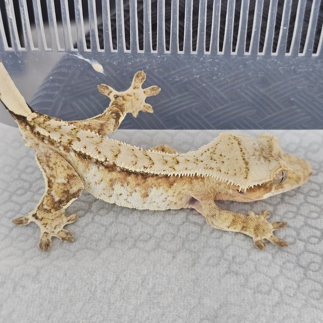Cream