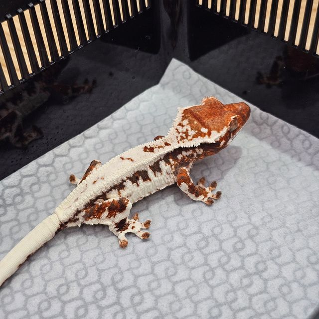 프라푸치노