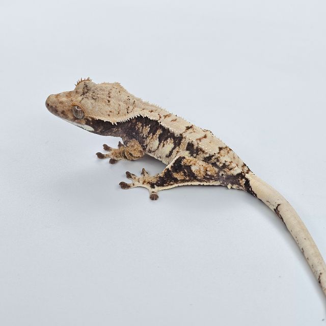 트라이