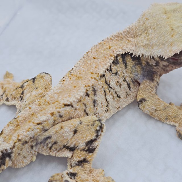 Normal Tri Extreme Harlequin