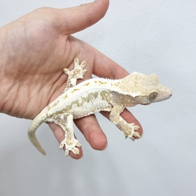 Lilly 100% Het Axanthic