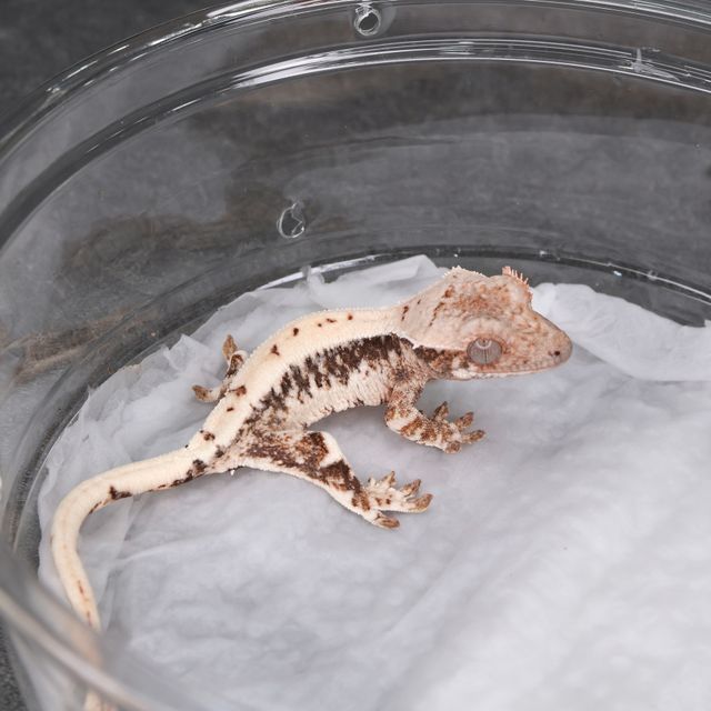 릴리 세이블