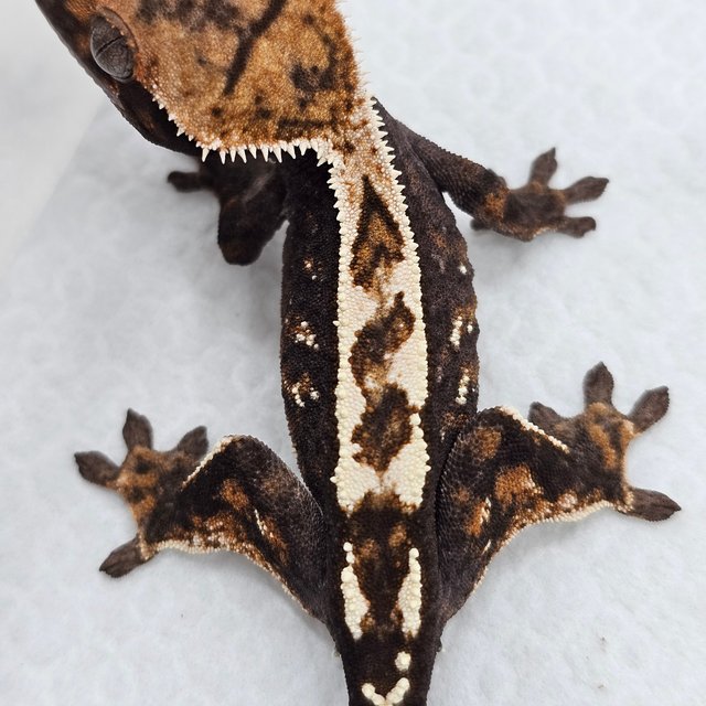 Sable 100% Het Axanthic