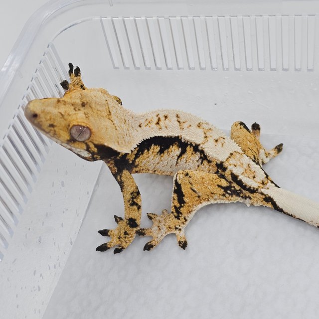 Normal Tri Extreme Harlequin
