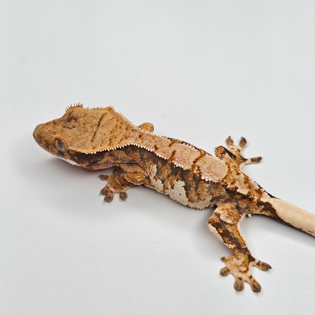 트라이