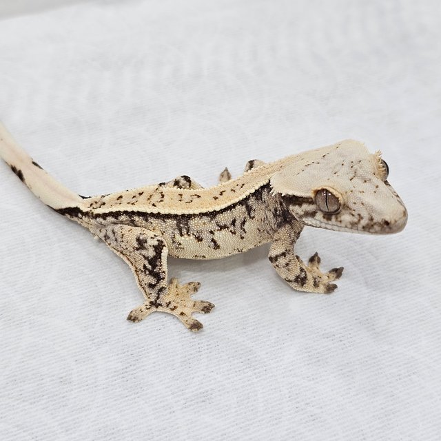 Tri Normal Quad Pinstripe