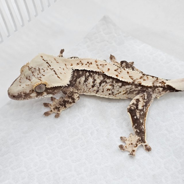 100% Het Axanthic