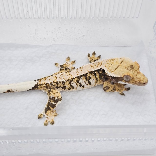 Normal Tri Extreme Harlequin