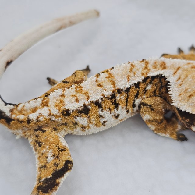 Extreme Harlequin Normal Tri