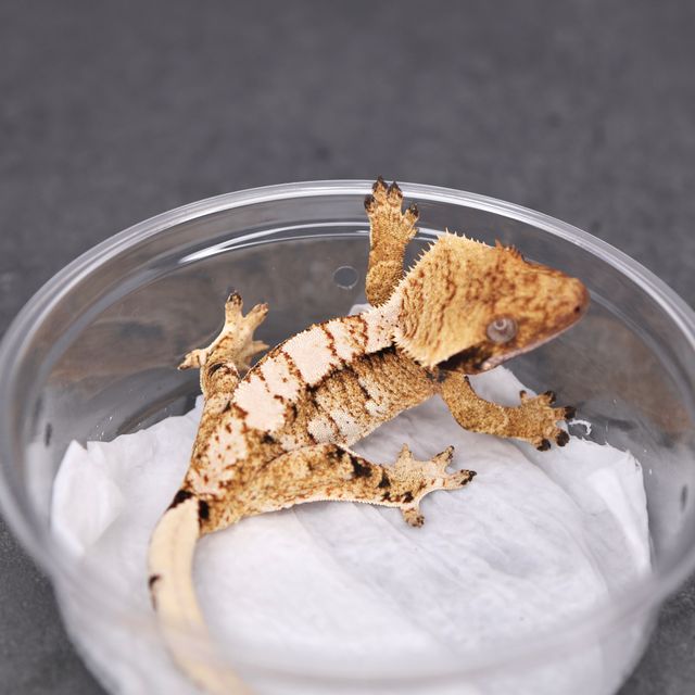 Tri Extreme Harlequin