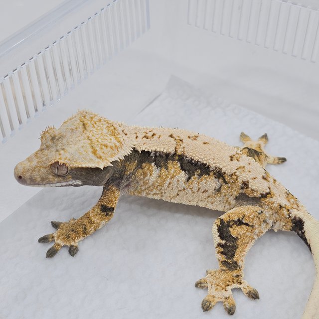 Normal Tri Extreme Harlequin