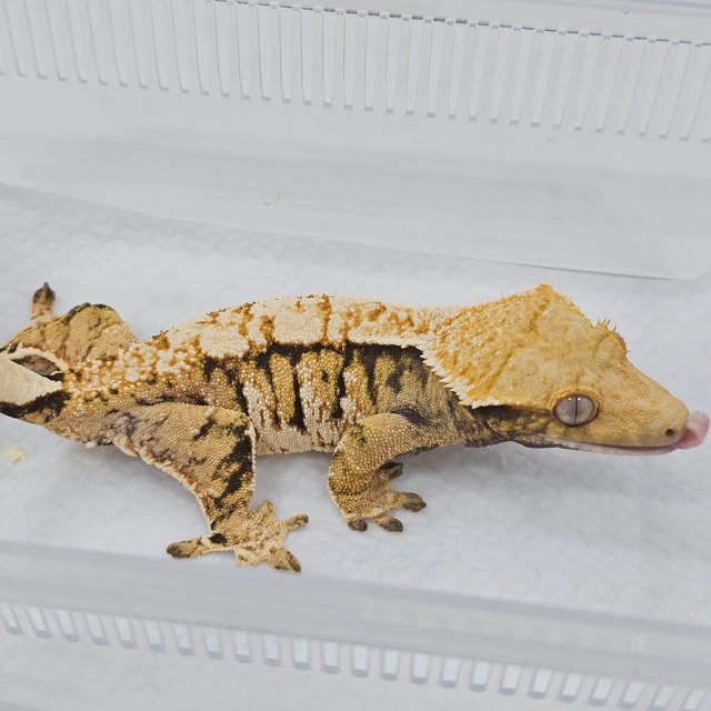 Tri Normal Extreme Harlequin