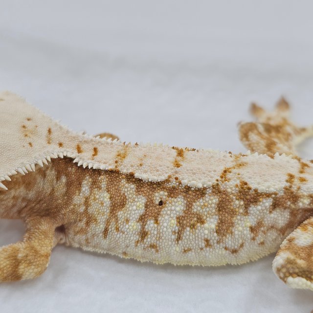 Normal Cream Extreme Harlequin